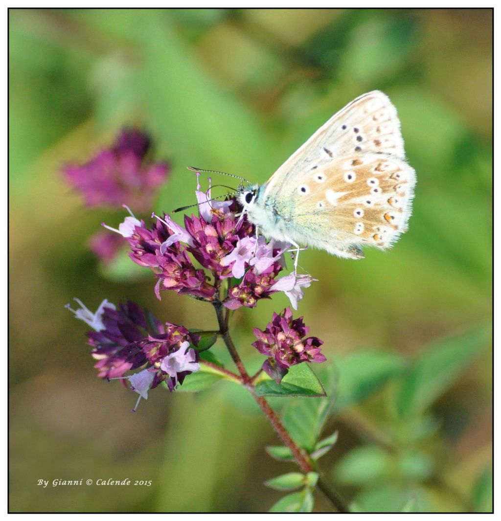 Polyommatus (Lysandra) coridon